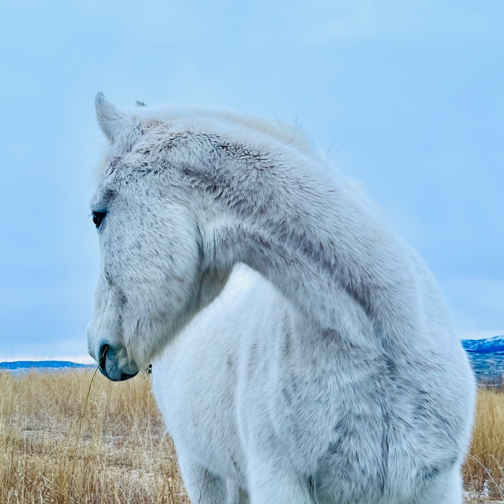 Meet your Posher, Jennie